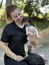 PUFFKINS, Hund, Mischlingshund in Slowakische Republik - Bild 7