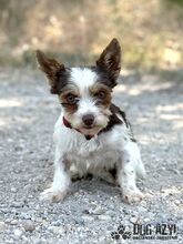 TIZZY, Hund, Mischlingshund in Slowakische Republik - Bild 1