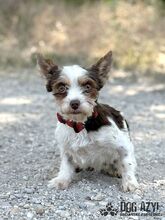 TIZZY, Hund, Mischlingshund in Slowakische Republik - Bild 2