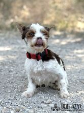 TIZZY, Hund, Mischlingshund in Slowakische Republik - Bild 3