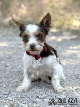 TIZZY, Hund, Mischlingshund in Slowakische Republik - Bild 4