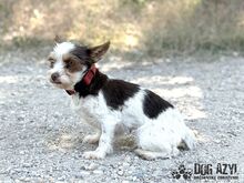 TIZZY, Hund, Mischlingshund in Slowakische Republik - Bild 5