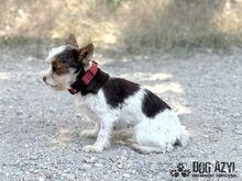 TIZZY, Hund, Mischlingshund in Slowakische Republik - Bild 6
