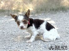 TIZZY, Hund, Mischlingshund in Slowakische Republik - Bild 7