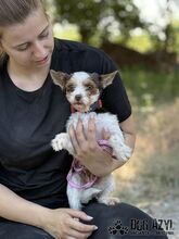 TIZZY, Hund, Mischlingshund in Slowakische Republik - Bild 8