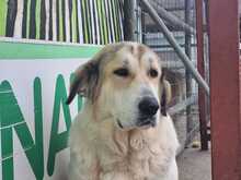 GAIA, Hund, Mischlingshund in Griechenland - Bild 1