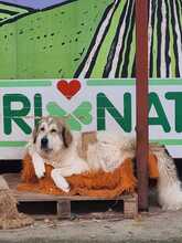 GAIA, Hund, Mischlingshund in Griechenland - Bild 2