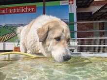 GAIA, Hund, Mischlingshund in Griechenland - Bild 3