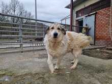 GAIA, Hund, Mischlingshund in Griechenland - Bild 4