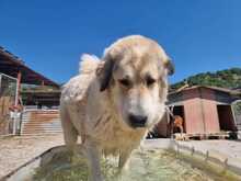 GAIA, Hund, Mischlingshund in Griechenland - Bild 5