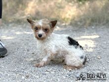 NIBBY, Hund, Mischlingshund in Slowakische Republik - Bild 1