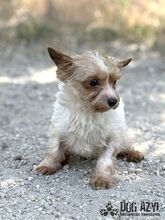 NIBBY, Hund, Mischlingshund in Slowakische Republik - Bild 2
