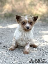NIBBY, Hund, Mischlingshund in Slowakische Republik - Bild 3