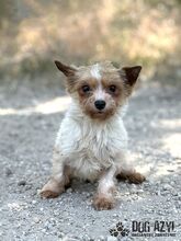 NIBBY, Hund, Mischlingshund in Slowakische Republik - Bild 4