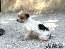NIBBY, Hund, Mischlingshund in Slowakische Republik - Bild 5