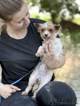 NIBBY, Hund, Mischlingshund in Slowakische Republik - Bild 7