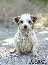 ZORKIE, Hund, Mischlingshund in Slowakische Republik - Bild 1