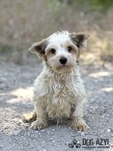 ZORKIE, Hund, Mischlingshund in Slowakische Republik - Bild 2