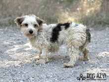 ZORKIE, Hund, Mischlingshund in Slowakische Republik - Bild 3