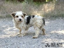 ZORKIE, Hund, Mischlingshund in Slowakische Republik - Bild 4