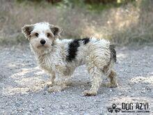 ZORKIE, Hund, Mischlingshund in Slowakische Republik - Bild 5