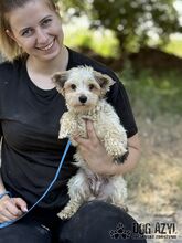 ZORKIE, Hund, Mischlingshund in Slowakische Republik - Bild 6