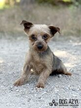 PIPPKINS, Hund, Mischlingshund in Slowakische Republik - Bild 2