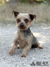 PIPPKINS, Hund, Mischlingshund in Slowakische Republik - Bild 3