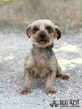 PIPPKINS, Hund, Mischlingshund in Slowakische Republik - Bild 4