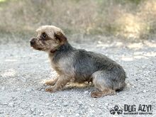 PIPPKINS, Hund, Mischlingshund in Slowakische Republik - Bild 5
