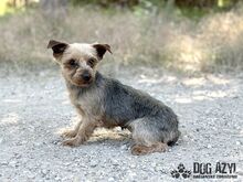 PIPPKINS, Hund, Mischlingshund in Slowakische Republik - Bild 6