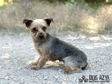 PIPPKINS, Hund, Mischlingshund in Slowakische Republik - Bild 7