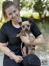PIPPKINS, Hund, Mischlingshund in Slowakische Republik - Bild 8