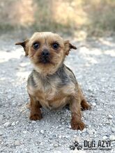 DROOPSIE, Hund, Mischlingshund in Slowakische Republik - Bild 1