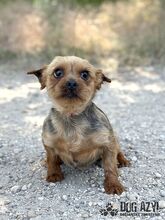 DROOPSIE, Hund, Mischlingshund in Slowakische Republik - Bild 2
