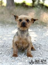 DROOPSIE, Hund, Mischlingshund in Slowakische Republik - Bild 3