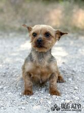 DROOPSIE, Hund, Mischlingshund in Slowakische Republik - Bild 4