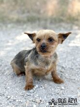 DROOPSIE, Hund, Mischlingshund in Slowakische Republik - Bild 5