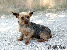 DROOPSIE, Hund, Mischlingshund in Slowakische Republik - Bild 6