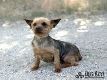 DROOPSIE, Hund, Mischlingshund in Slowakische Republik - Bild 7