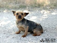 DROOPSIE, Hund, Mischlingshund in Slowakische Republik - Bild 8