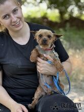 DROOPSIE, Hund, Mischlingshund in Slowakische Republik - Bild 9