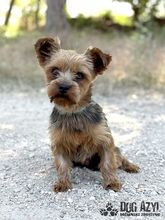 YORKLETTE, Hund, Mischlingshund in Slowakische Republik - Bild 1