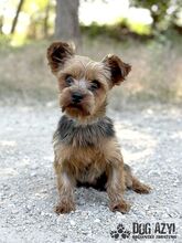 YORKLETTE, Hund, Mischlingshund in Slowakische Republik - Bild 2