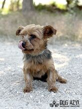YORKLETTE, Hund, Mischlingshund in Slowakische Republik - Bild 3