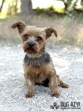 YORKLETTE, Hund, Mischlingshund in Slowakische Republik - Bild 4