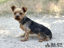 YORKLETTE, Hund, Mischlingshund in Slowakische Republik - Bild 5