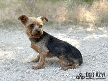 YORKLETTE, Hund, Mischlingshund in Slowakische Republik - Bild 6