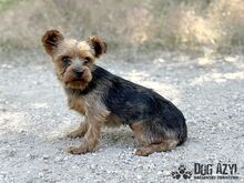 YORKLETTE, Hund, Mischlingshund in Slowakische Republik - Bild 7