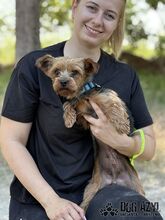 YORKLETTE, Hund, Mischlingshund in Slowakische Republik - Bild 8